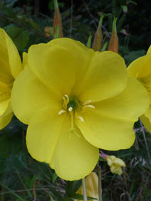 Oenothera glazioviana